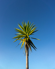 Fototapeta premium Palm Tree with sky background