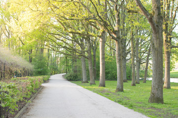 Beautiful park and forest  in Amsterdam with a sunset and trees