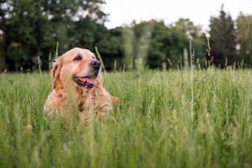 old happy golden retriever dog