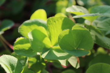 Fresh green leaves on Oxalis plants