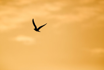 Black-headed gull flying in the morning at Asker, Bahrain 