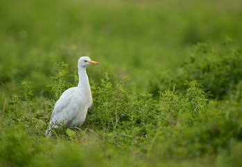Cattle egret on green, Bahrain