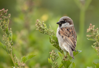 The house sparrow perched on bush, Bahrain