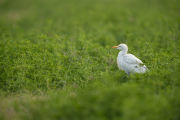 Cattle egret on green, Bahrain