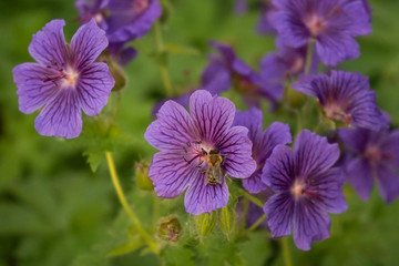 Fototapeta premium Bee pollinating a flower