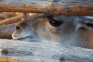 Fototapeta premium Lama Guanaco of the camelid family in the zoo