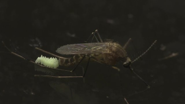 Mosquito laying eggs 1303 1