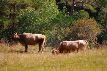 Cows grazing on ths summer alpine meadow