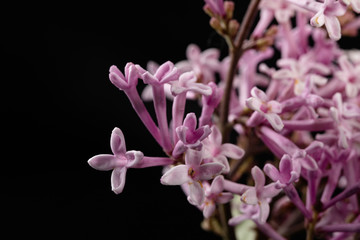 A small flower of a lilac bush in an enlargement. Cute flowers from the home garden.