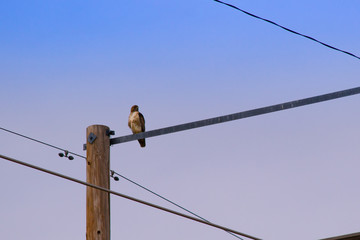 hawk on wire