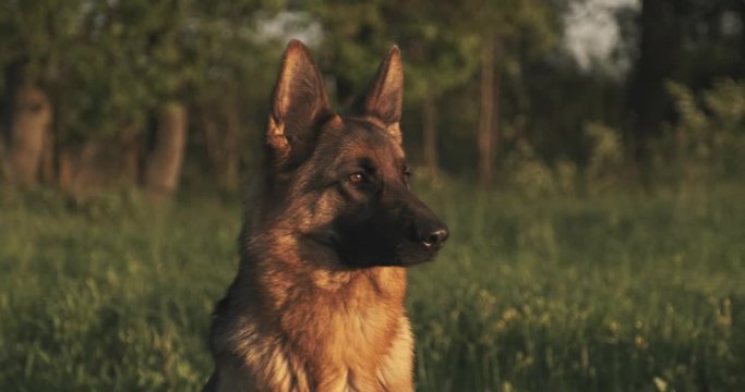 German shepherd dog on the grass. Cute German shepherd posing on the nature. Closeup  portrait of a big dog outdoors, soft focus. Slow motion.