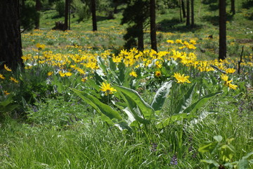 Landscapes of the Pacific Northwest