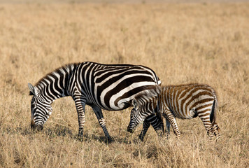 Mother and baby grazing at Masai Mara, Kenya