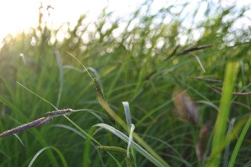 Sunny summer background with green grass