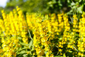 Yellow flower with many buds in the field among the same flowers. A field of yellow flowers with blurred background.