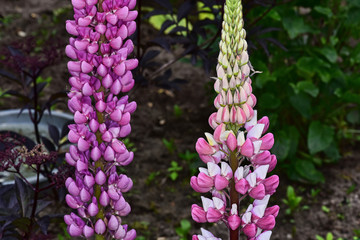 Obraz premium Lupine Pyramide Knospen biologisch giftig Arznei bunt Natur