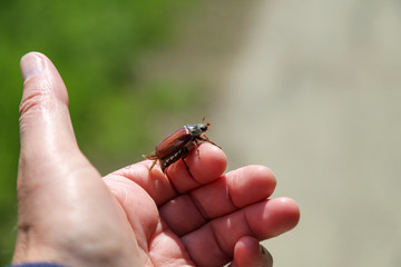 Common Cockchafer - Melolontha melolontha, known as a May bug or Doodlebug.