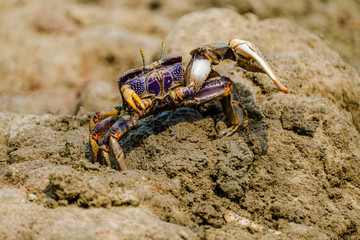 Beautiful colorful Fiddler crab
