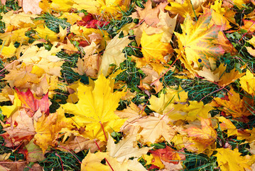 Maple yellow leaves in autumn. Abstract background for design.