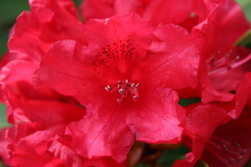 Bright red rhododendron flower close up