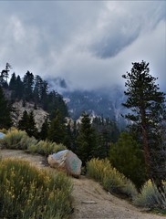 Forests in San Bernardino 