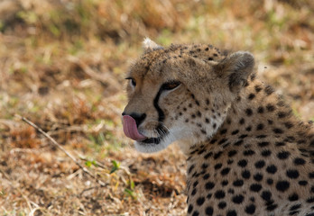 Naklejka na ściany i meble Close of Malaika cheetah, Masai Mara, Kenya