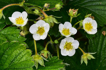 Erdbeere Blüten biologisch vegan Natur aufgeblüht 
