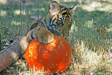 Tiger cub playing with a pumpkin