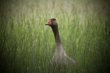 Goose in green grass