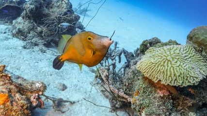 Fototapeta na wymiar Seascape of coral reef in the Caribbean Sea around Curacao at dive site Playa Grandi with file fish