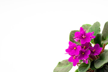 Obraz premium purple violet in flower pots