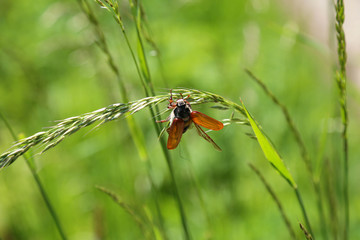 Beetle Melolontha on a blade of grass