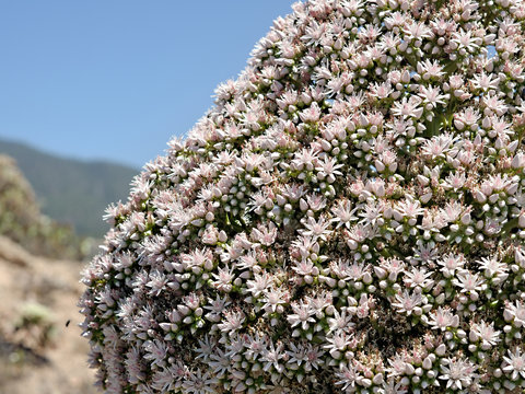 left page detail, detail, from a verode, succulent species fully blossoming on Tenerife, Canary Island.