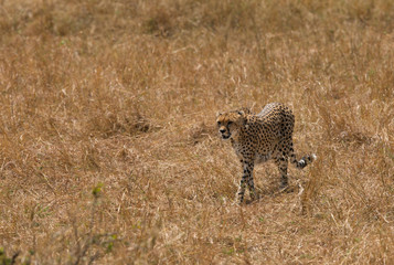 Maliaka cheetah walking in Savannah grasses with her cubs, Masai Mara, Kenya