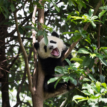 lovely giant panda bear cub in the tree