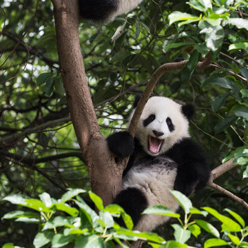 Lovely Giant Panda Bear Cub In The Tree