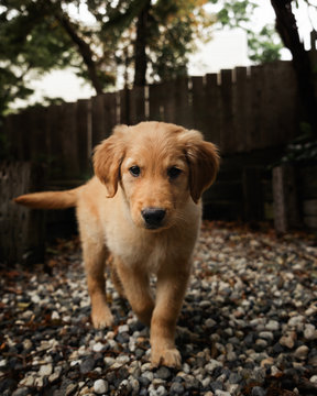 Golden Retriever Puppy