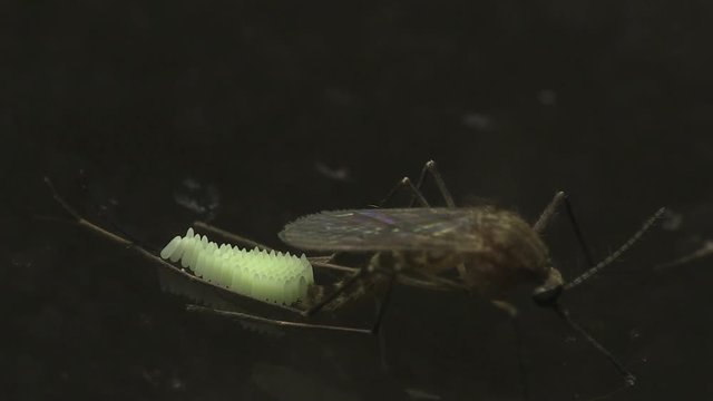 Mosquito laying eggs 1303 5