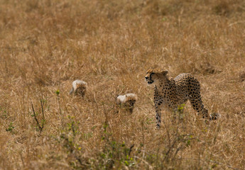 Maliaka cheetah walking in Savannah grasses with her cubs, Masai Mara, Kenya