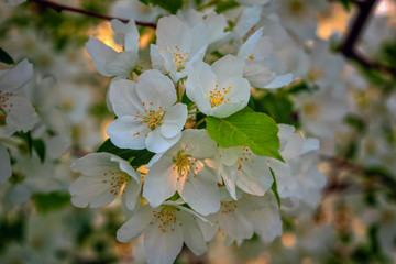 Wild apple flowers. Apple tree flowers close-up background