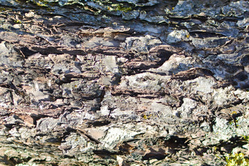 Bark of a tree close-up. The background. Trees and nature