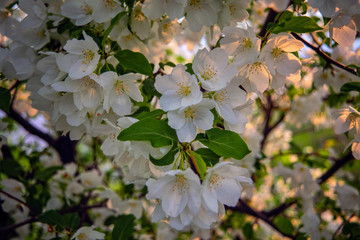 Wild apple flowers. Apple tree flowers close-up background