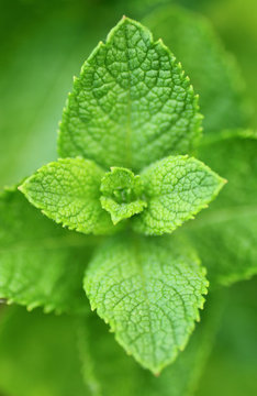 Fresh mint leaves on the plant, seen from above