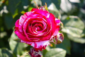 flowers, butterflies