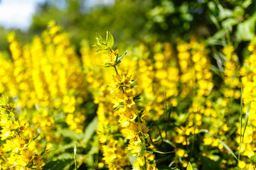 Yellow flower with many buds in the field among the same flowers. A field of yellow flowers with blurred background.