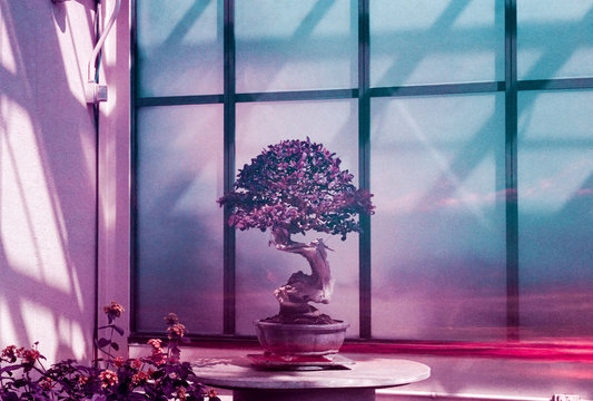 Colorful bonsai tree in greenhouse at sunset