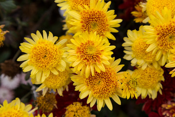 flowering yellow garden chrysanthemums, abstract background