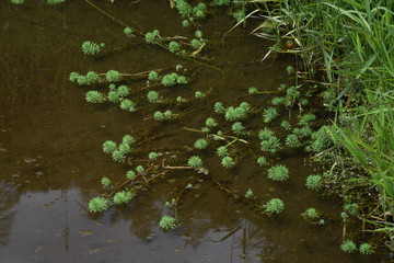 Parrotfeather (Myriophyllum aquaticum) is aquatic plants.