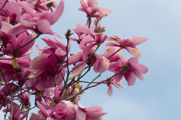 Close up of magnolia tree with pink flowers against sky	