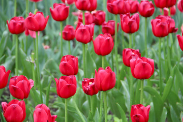 Multicolored tulips on a sick flower bed in nature